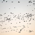 Nebraska Sandhill Crane Cluster